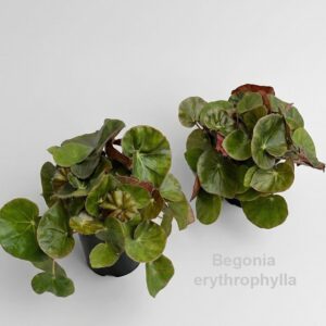 Begonia x erythrophylla Black Jungl Begonia erythrophylla 14cm
(6 Plants/Order)(14cmP 25cmH)