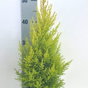 Cupressus Goldcrest Wilma Cupressus piramide 14cm
(7 Plants/Order)(14cmP 57cmH)