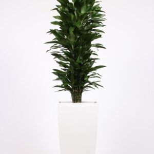 Dracaena Janet Lind Dracaena Janet Lind in Piza Pot "wit"
(1 Plants/Order)(40cmP 200cmH)
