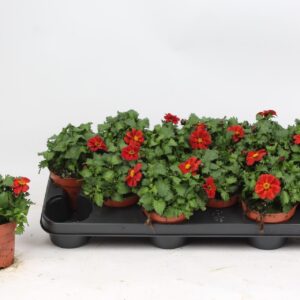 Bidens Bidens red
(12 Plants/Order)(10.5cmP 17cmH)