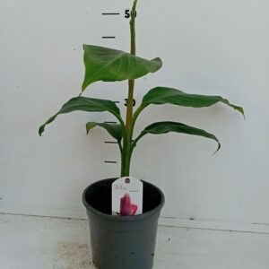 Musa Musa sikkemensis red tiger
(6 Plants/Order)(17cmP 35cmH)