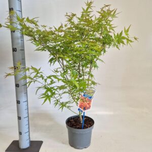 Acer palmatum Katsura Acer pal. 'Katsura'
(1 Plants/Order)(19cmP 60cmH)