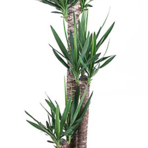 Yucca Yucca 120-90-45
(1 Plants/Order)(31cmP 170cmH)