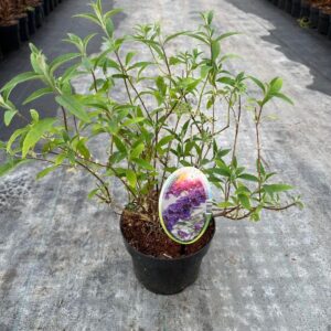 Buddleja Nanho Blue Buddleja dav. 'Nanho Blue'
(1 Plants/Order)(17cmP 30cmH)