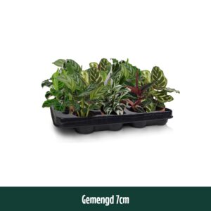 Calathea Calathea 7cm mixed
(16 Plants/Order)(7cmP 15cmH)