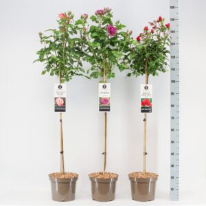 Rosa pink Classics (TH/F) mix, stam 90, C7.5
(1 Plants/Order)(26cmP 120cmH)