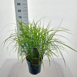 Miscanthus sinensis Ferner Osten Miscanthus sin. 'Ferner Osten'
(1 Plants/Order)(23cmP 40cmH)