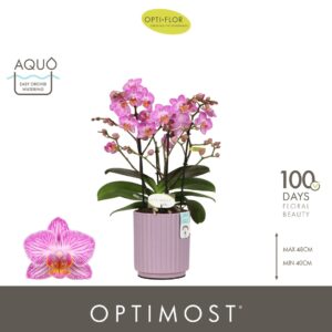 Phalaenopsis Multifl. typ Honeybee Optimost Honeybee 4 spike in Molise Lilac Aquo
(6 Plants/Order)(12cmP 45cmH)