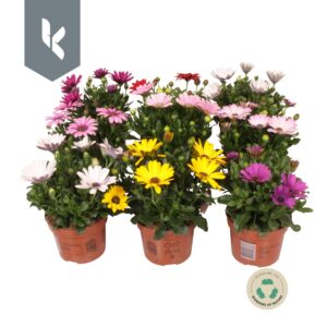 Osteospermum Osteospermum Mixkar mix laag
(8 Plants/Order)(12cmP 25cmH)