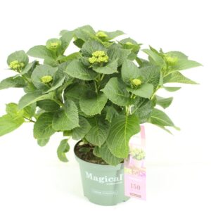 Hydrangea Hokomathyst Magical Amethyst pink
(1 Plants/Order)(23cmP 50cmH)