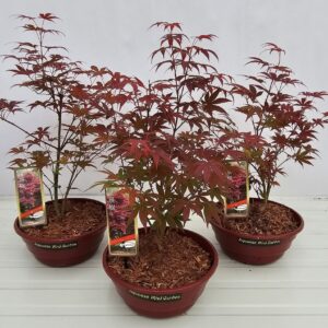 Acer palmatum Atropurpureum Acer palm. 'Atropurpureum' 23cm Schaal
(1 Plants/Order)(23cmP 50cmH)