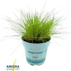 Deschampsia Tatra Gold Deschampsia flexuosa AmiLime®
(15 Plants/Order)(10.5cmP 25cmH)