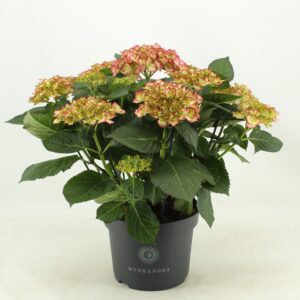 Hydrangea Adula Hydrangea Adula (Hortensia)
(1 Plants/Order)(23cmP 50cmH)