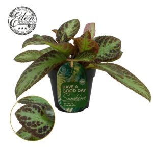 Episcia cupreata Zebra Episcia Cupreata Zebra 12cm
(4 Plants/Order)(12cmP 20cmH)