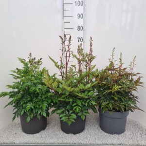 Astilbe Astilbe mixed P26
(1 Plants/Order)(26cmP 60cmH)