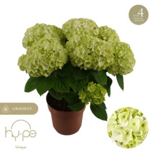 Hydrangea other Hydrangea Hi Hailstone 7+ | Hy-pe Unique
(6 Plants/Order)(14cmP 40cmH)