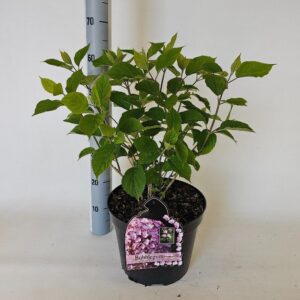 Hydrangea arborescens Hydrangea arborescens Bubblegum
(1 Plants/Order)(29cmP 85cmH)