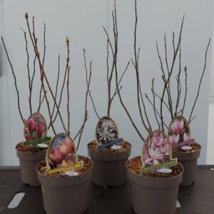 Magnolia Magnolia other
(1 Plants/Order)(19cmP 60cmH)