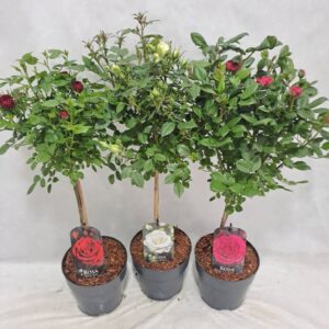 Rosa mixkar Roos op stam Small Headed P19 40cm mix
(1 Plants/Order)(19cmP 70cmH)