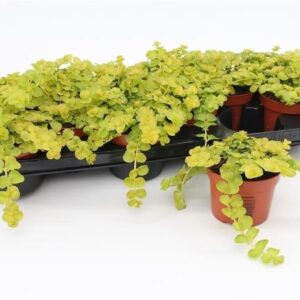 Lysimachia nummularia Lysimachia Goldii Lock
(12 Plants/Order)(10.5cmP 15cmH)