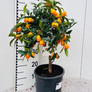Fortunella margarita Citrus Kumquat Margarita on stem
(1 Plants/Order)(21cmP 65cmH)
