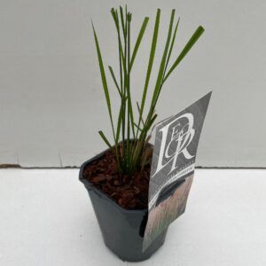 Calamagrostis x Karl Foerster Calamagrostis 'Karl Foester'
(10 Plants/Order)(13cmP 25cmH)