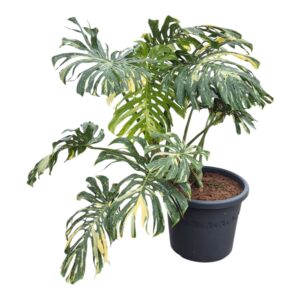 Monstera deliciosa Thai Constellati Monstera Thai Constellation
(1 Plants/Order)(57cmP 150cmH)