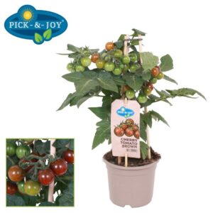 tomatoes PICK-&-JOY® Cherry Tomato Brown
(4 Plants/Order)(14cmP 35cmH)