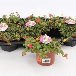 Portulaca Portulaca Umbraticolata Carnaval
(8 Plants/Order)(13cmP 10cmH)