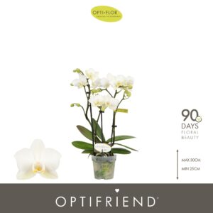 Phalaenopsis Multiflora Optifriend Sandra 3 spike
(8 Plants/Order)(7cmP 25cmH)