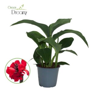 Canna Cannova Red Shades Canna Cannova p 14 Red Shades / Scarlet Zonder Flower
(8 Plants/Order)(14cmP 40cmH)