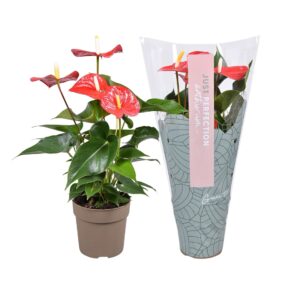 Anthurium Everio Anthurium Everio ''Just perfection®'' (XL-Flowers)
(10 Plants/Order)(12cmP 40cmH)