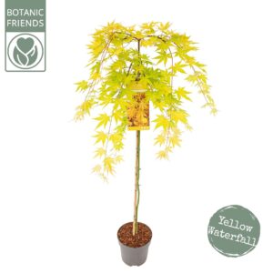 Acer palmatum Acer palm. 'Cascade Gold' ®
(1 Plants/Order)(24cmP 130cmH)