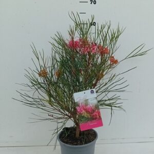 Grevillea johnsonii Grevilleo johnsonii
(6 Plants/Order)(17cmP 30cmH)