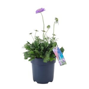 Scabiosa Butterfly Blue Scabiosa columbaria Mariposa Blue p17 (NL)
(6 Plants/Order)(17cmP 45cmH)