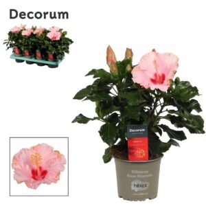 Hibiscus Jersey Decorum Hibiscus Jersey pink
(8 Plants/Order)(13cmP 35cmH)