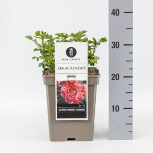 Rosa Rosa (F) Abracadabra ®, C5
(1 Plants/Order)(23cmP 30cmH)