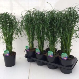 Cyperus alternifolius Cyperus alternifolius
(7 Plants/Order)(14cmP 45cmH)