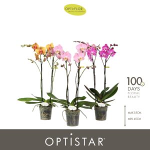 Phalaenopsis mixed Optistar mix 2 spike 50 cm
(6 Plants/Order)(12cmP 50cmH)