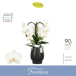 Phalaenopsis white more Ripsen Fontano Bellagio 3 spike in Abruzzo Black Aquo
(3 Plants/Order)(12cmP 50cmH)