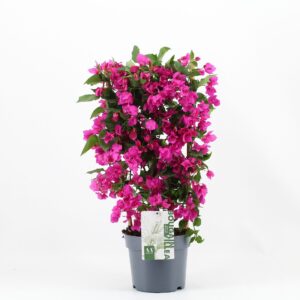 Bougainvillea Sanderiana Bougainvillea 'Sanderiana' op Rack purple
(1 Plants/Order)(21cmP 70cmH)
