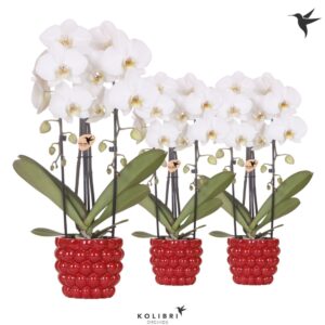 Phalaenopsis Elegant Cascade Kolibri Orchids Phalaenopsis Cascade Niagara Fall white 2 spike in Berry Pot
(4 Plants/Order)(12cmP 50cmH)
