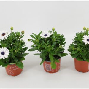 Osteospermum Margarita White Osteo Margarita white
(12 Plants/Order)(10.5cmP 25cmH)