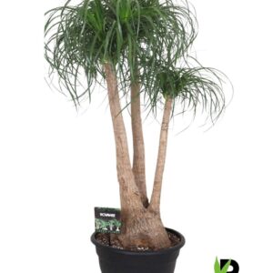 Nolina recurvata Beaucarnea rec. busch
(1 Plants/Order)(40cmP 130cmH)
