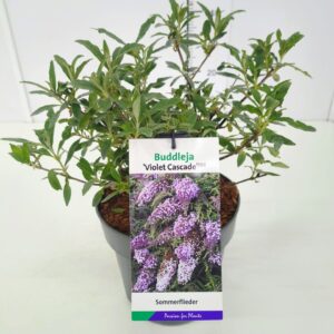 Buddleja Buddleja dav. 'Violet Cascade' C5
(1 Plants/Order)(23cmP 50cmH)