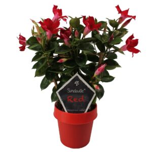 Mandevilla Sundaville Red Mandevilla Sundaville Classic Red op Rack (Dipladenia)
(6 Plants/Order)(14cmP 40cmH)