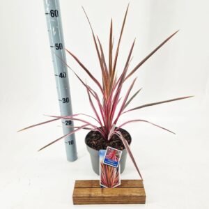 Cordyline Cordyline australis 'Pink Southern Splendour'
(1 Plants/Order)(19cmP 60cmH)