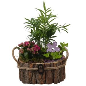 Arrangement kamer PTIB5257 Arrangement Indoor in houten bak
(4 Plants/Order)(21cmP 35cmH)