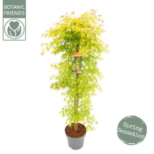 Acer palmatum Katsura Acer palm. 'Katsura' zuil
(1 Plants/Order)(30cmP 175cmH)