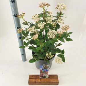 Viburnum tinus Gwenllian
(1 Plants/Order)(23cmP 55cmH)